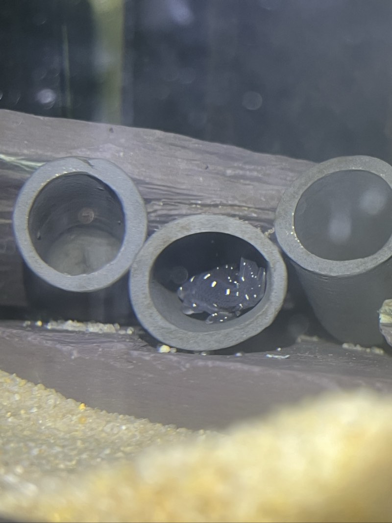 Micracanthicus l280 