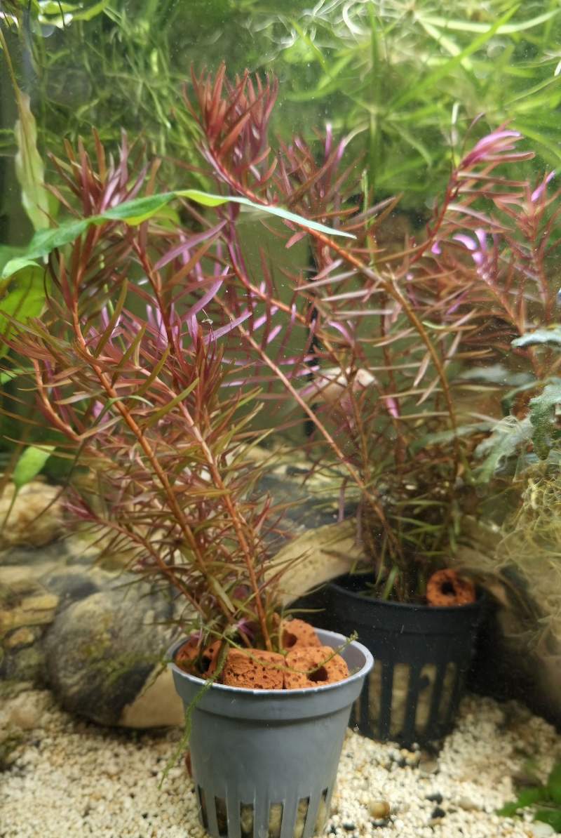 Plantes 