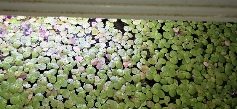 Plantes 