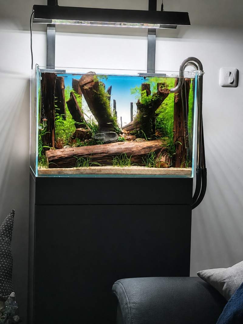 Racine aquarium aquascaping 