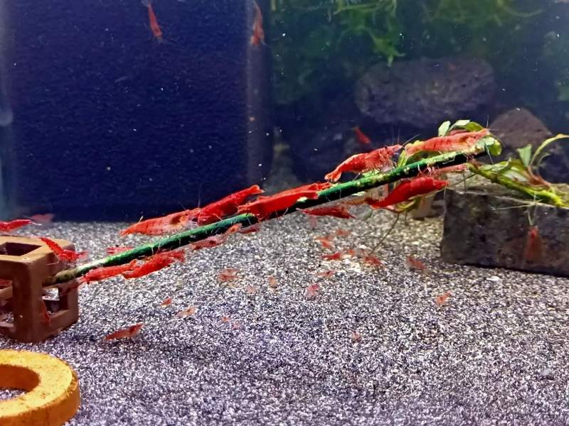 Lollies pour crevettes aquarium