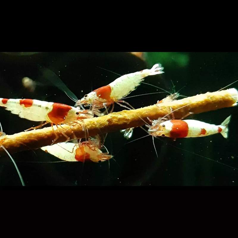 Lollies pour crevettes aquarium
