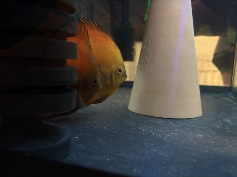 Couple Discus 18-19 cm 