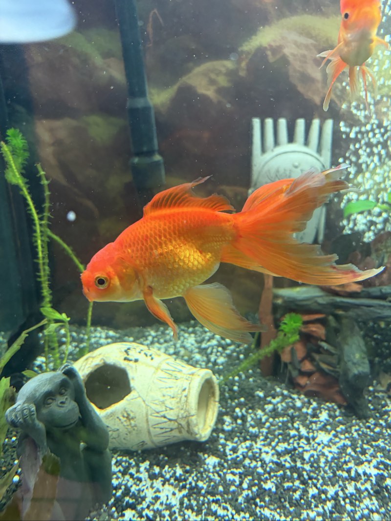 Poisson Japonais 