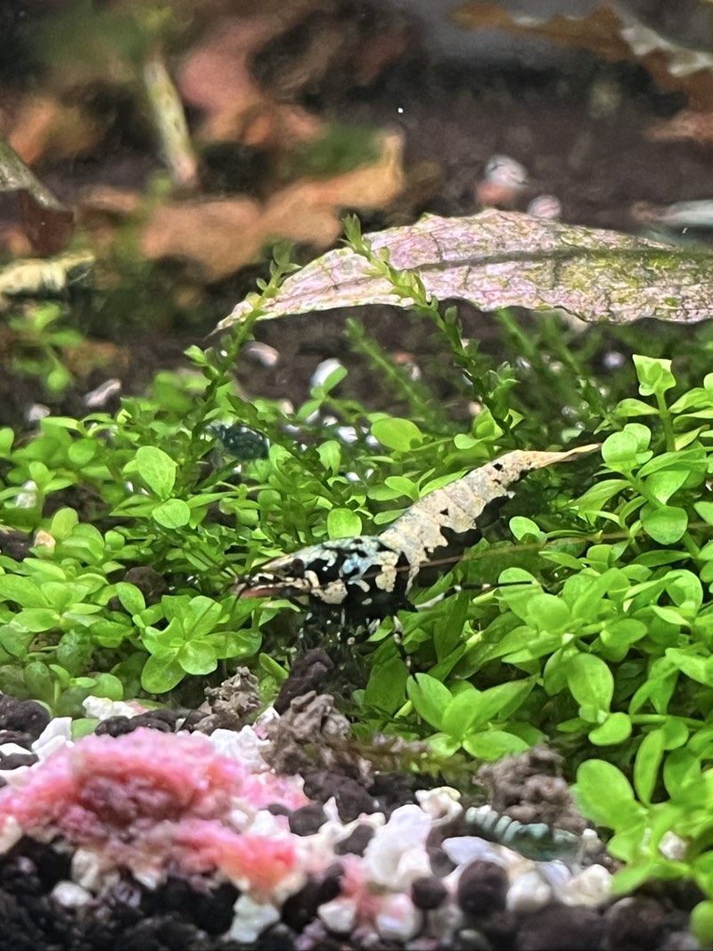 Crevettes caridina galaxy blue bo a métallique OE