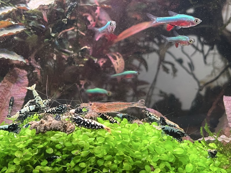 Crevettes caridina galaxy blue bo a métallique OE
