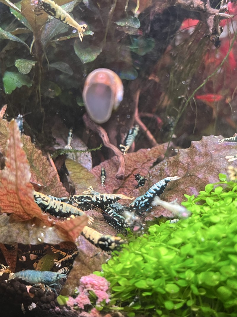 Crevettes caridina galaxy blue bo a métallique OE