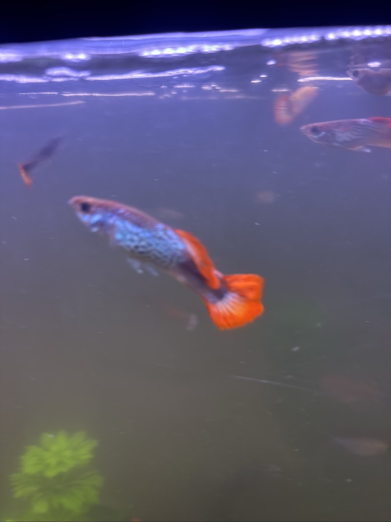 Vend guppys male 