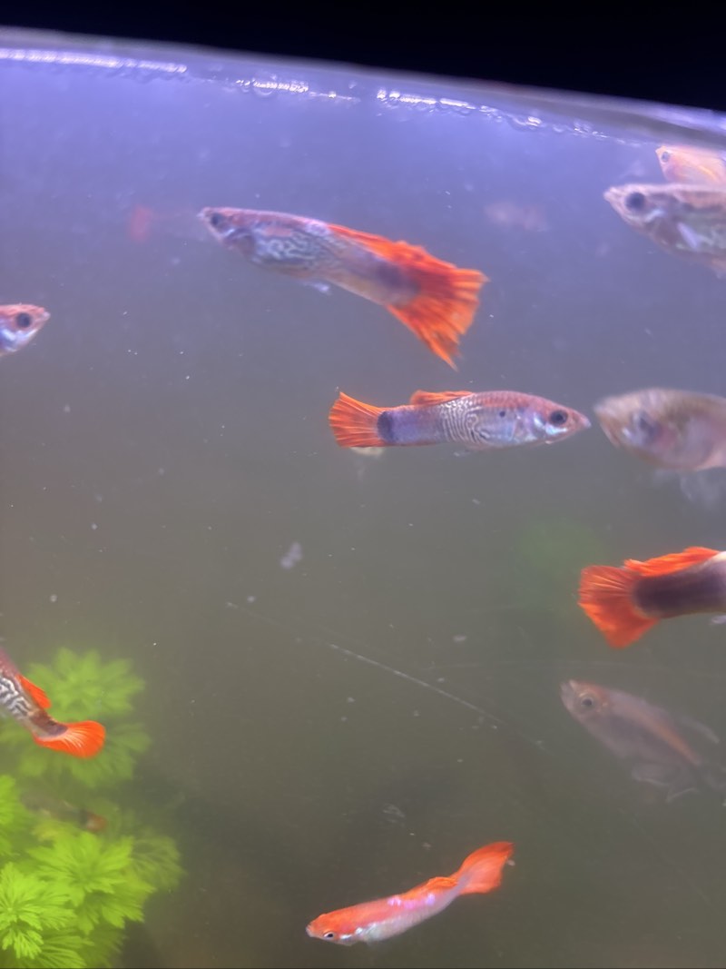 Vend guppys male 