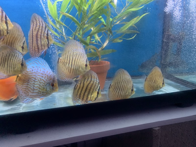 Jeune discus 