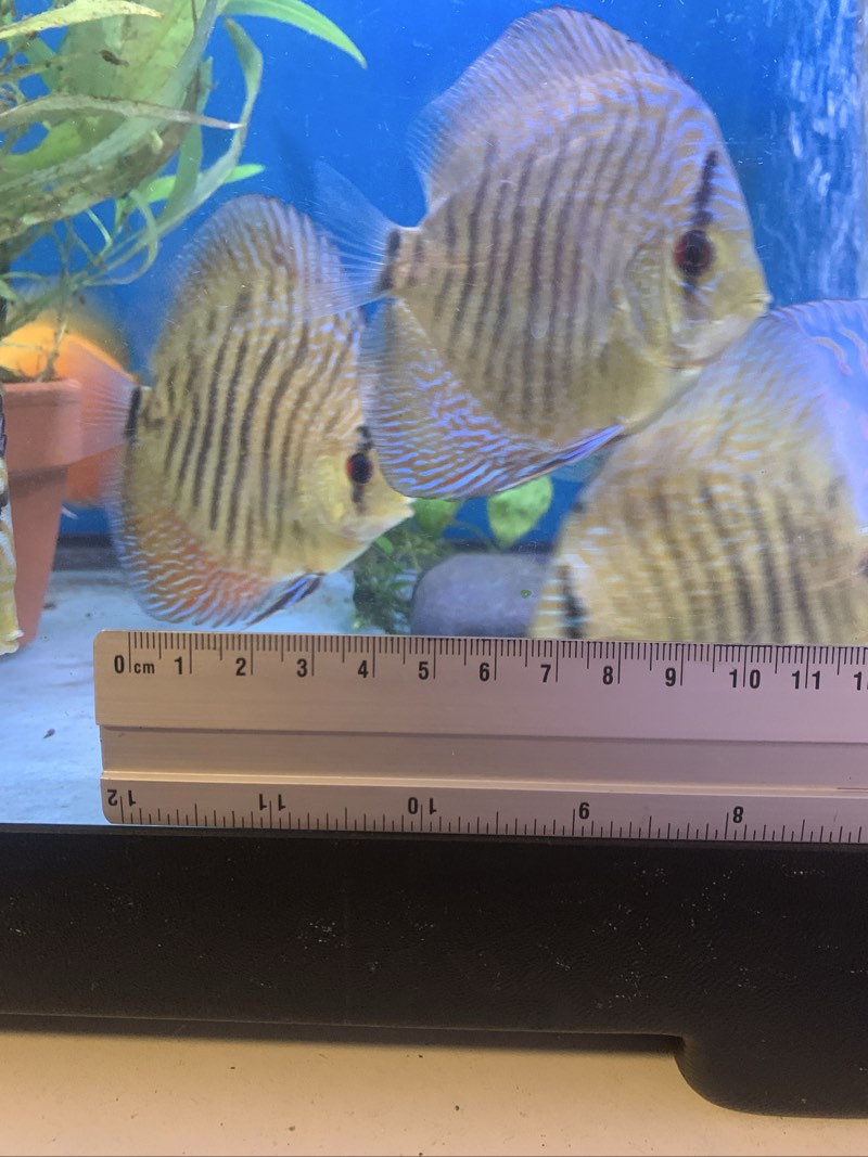 Jeune discus 