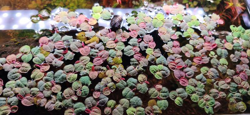 "Flottantes" phyllanthus fluitans
