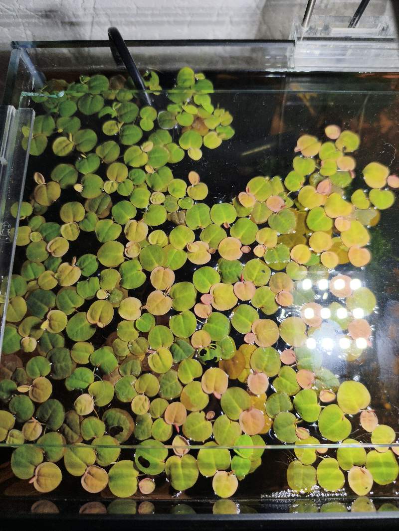 "Flottantes" phyllanthus fluitans