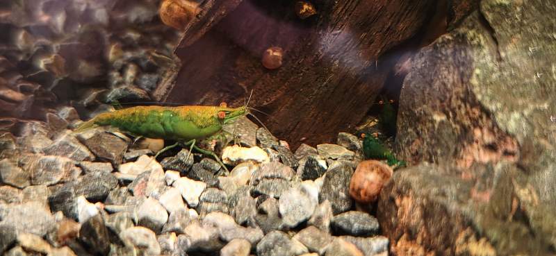 Green demon neocaridina oe