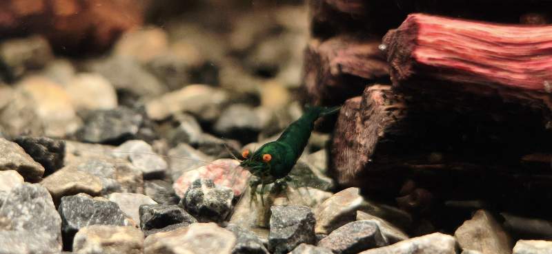 Green demon neocaridina oe