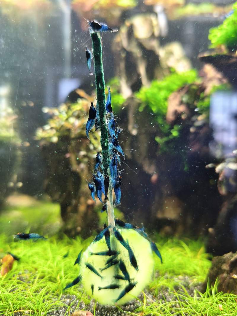 Blue demon neocaridina oe