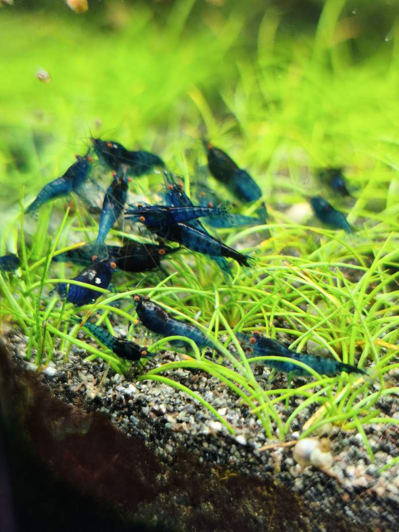 Blue demon neocaridina oe