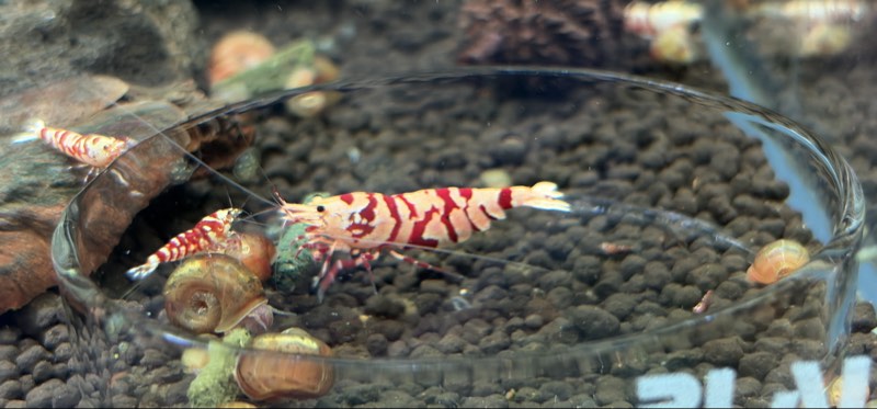 Caridina Red Fancy Tigers