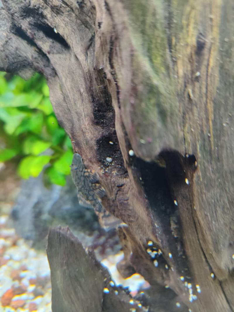 Ancistrus L519