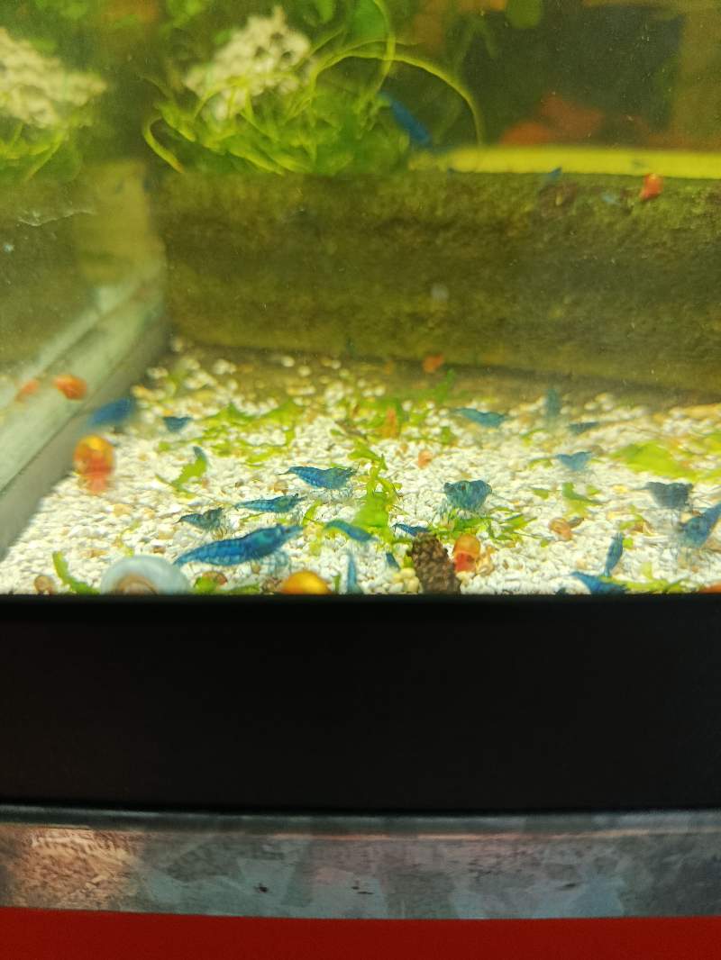 Crevettes néocaridina bleu velvet 