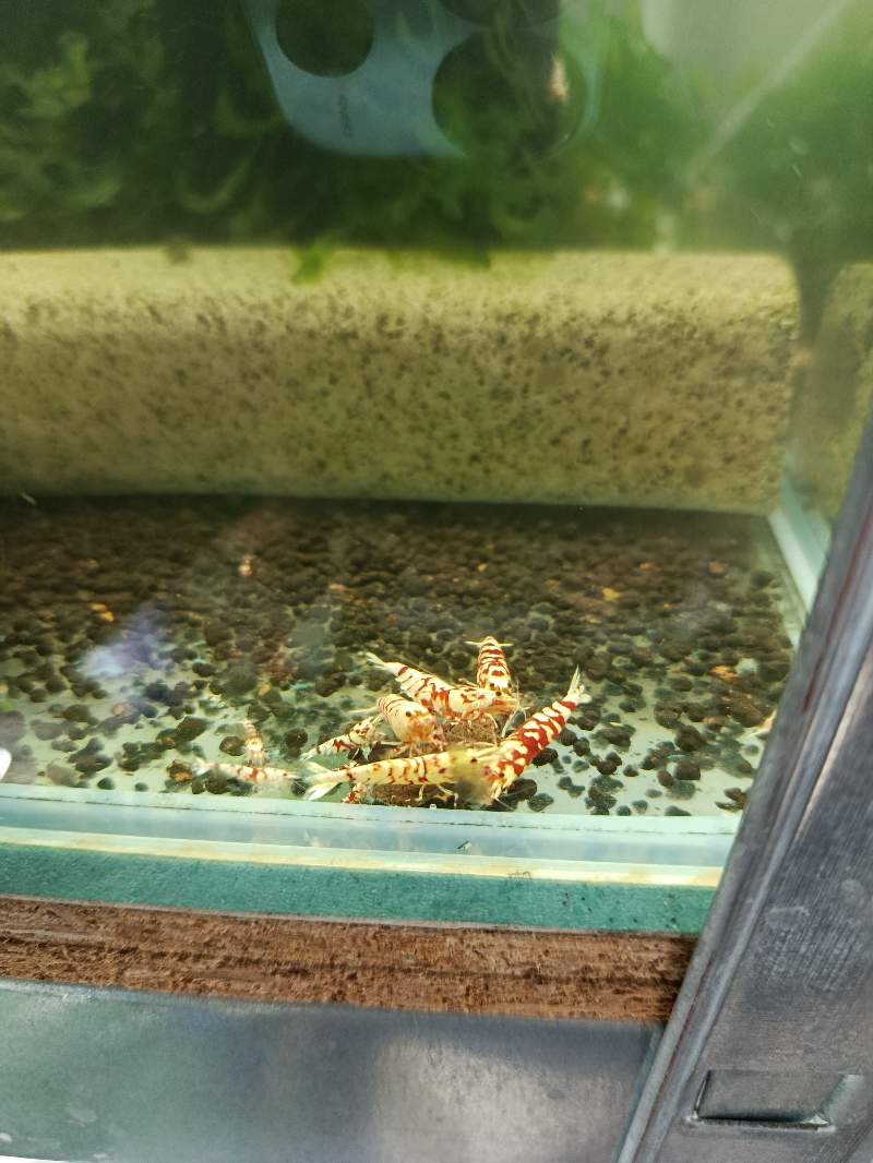 Crevettes caridina Fancy red 