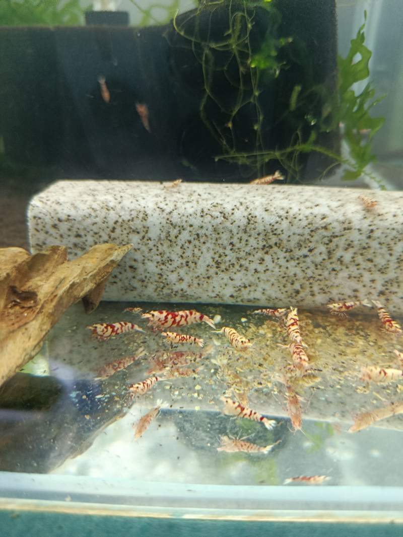 Crevettes caridina Fancy red 