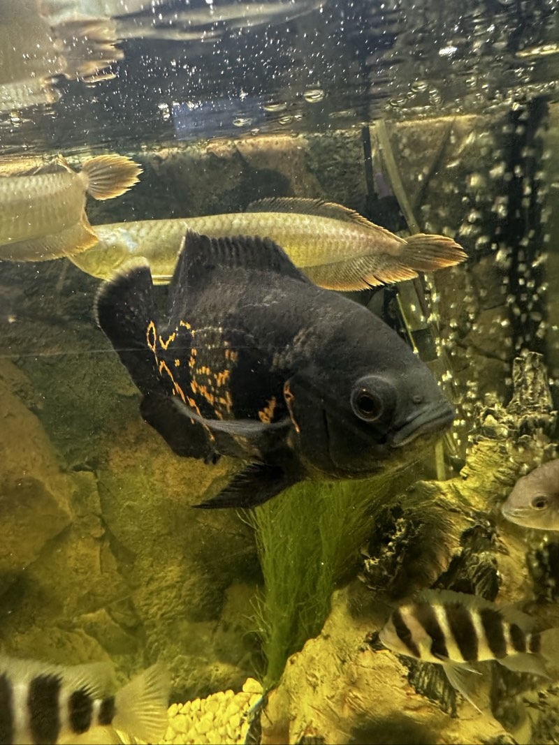 Astronotus oscar tigre 10-12cm