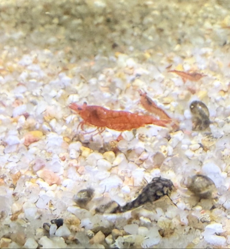 Crevette red cherry