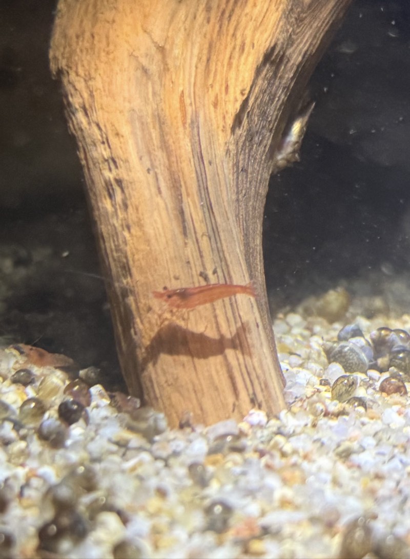 Crevette red cherry