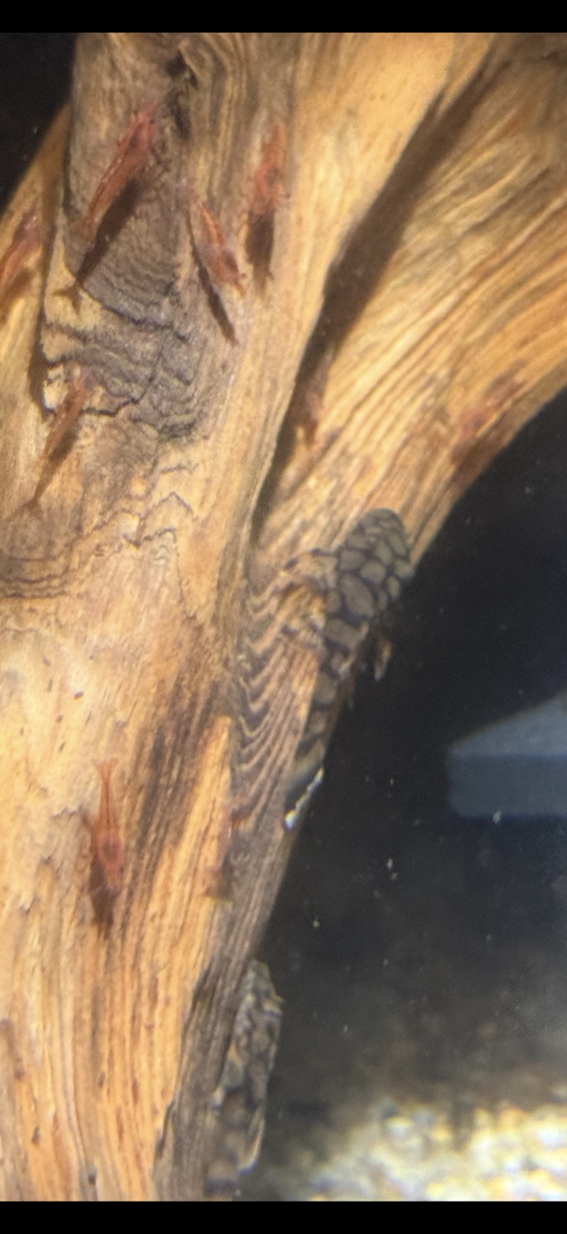 Ancistrus L519