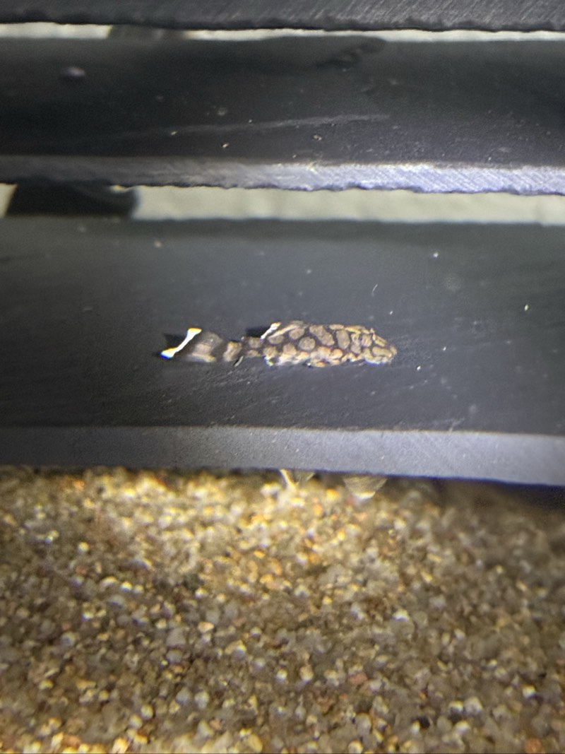 Ancistrus L519