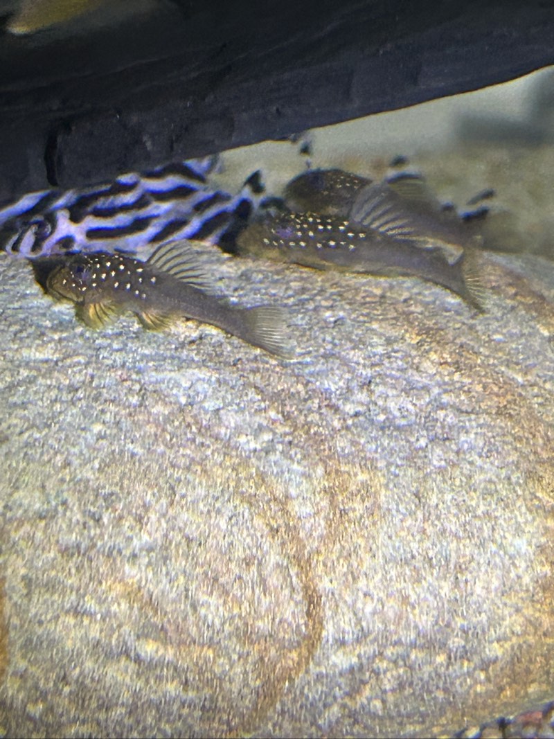 Hemiancistrus L200