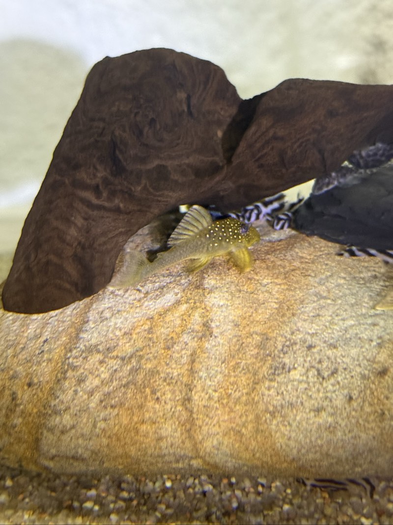 Hemiancistrus L200