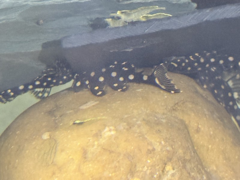 Hypancistrus L201