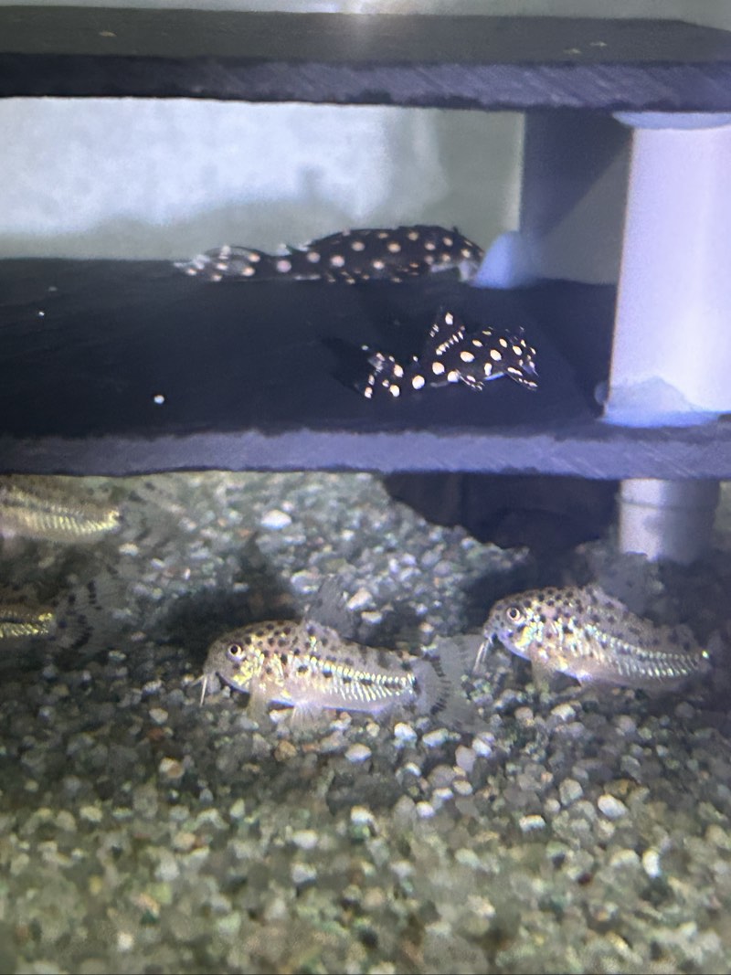 Hypancistrus L201
