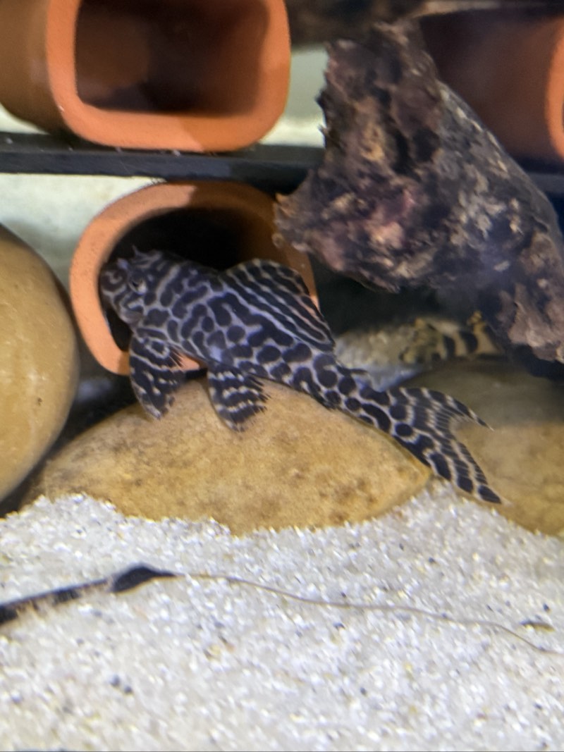 Hypancistrus L400