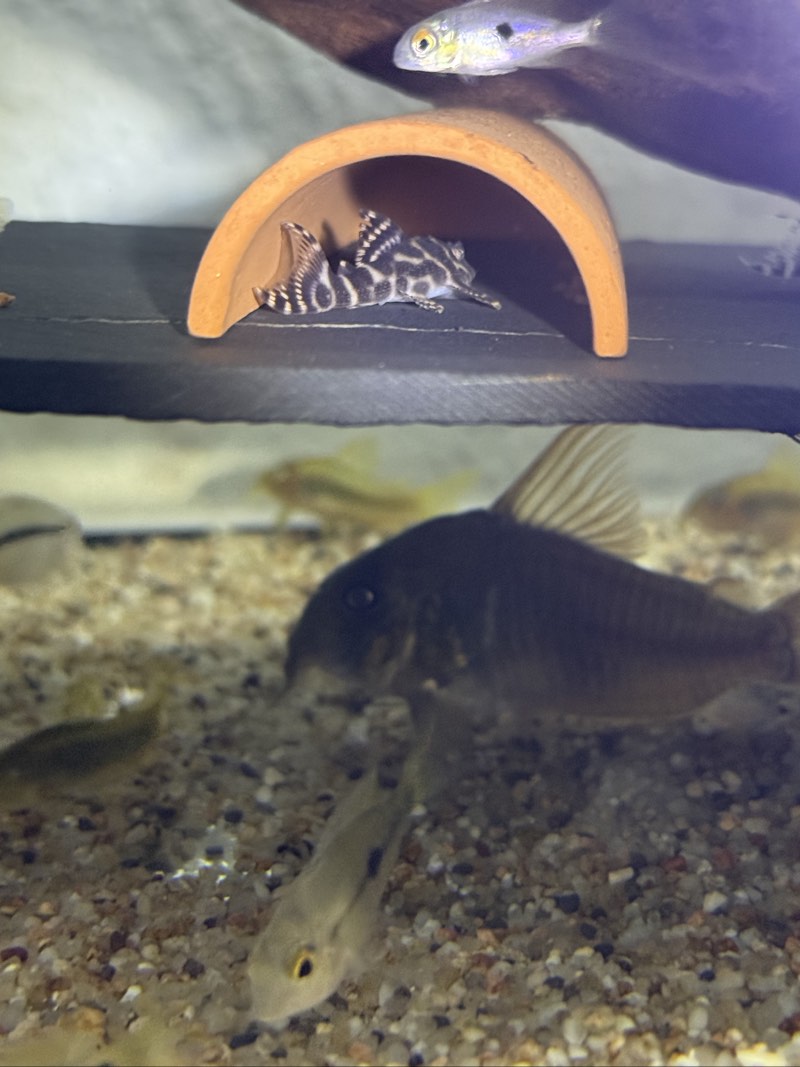 Hypancistrus L400