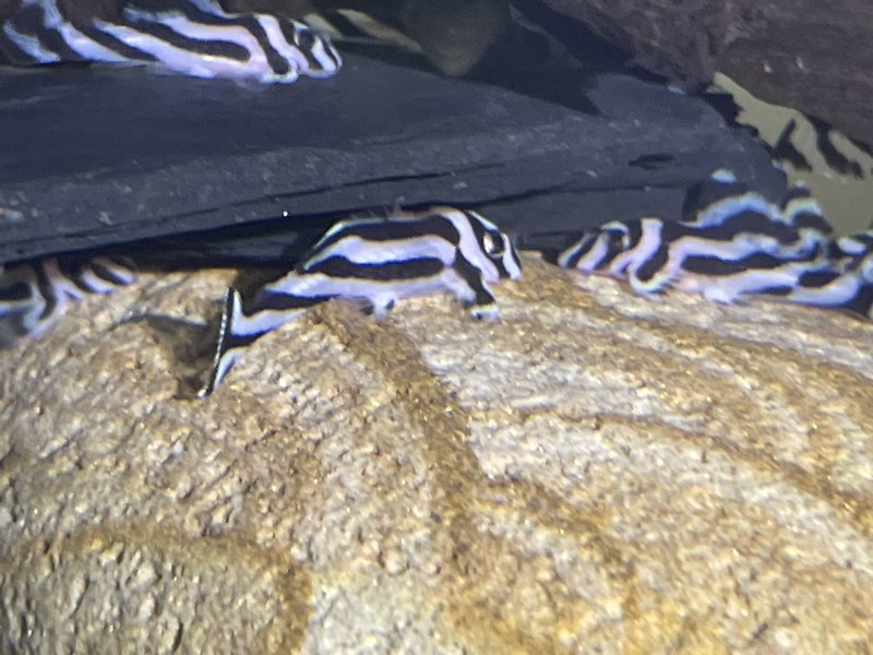 Hypancistrus zébra L46
