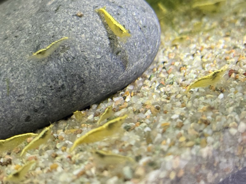 Crevette yellow neon 