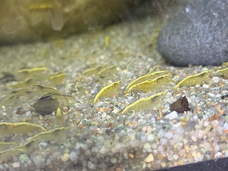 Crevette yellow neon 