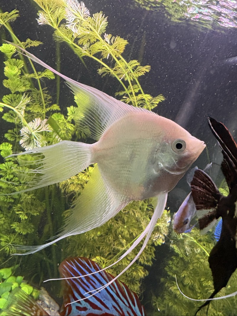 2 scalaires + 1 discus + autres poissons 