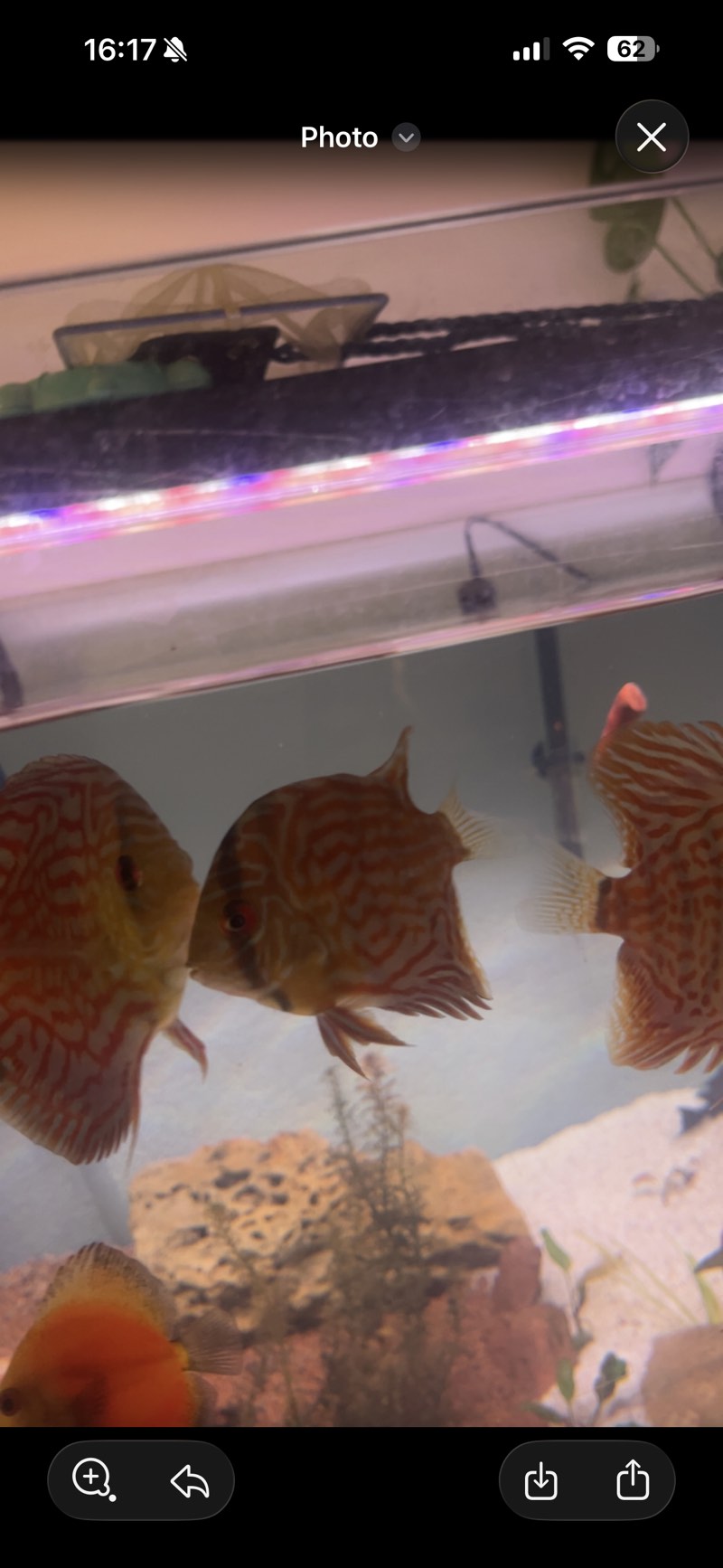 2 scalaires + 1 discus + autres poissons 