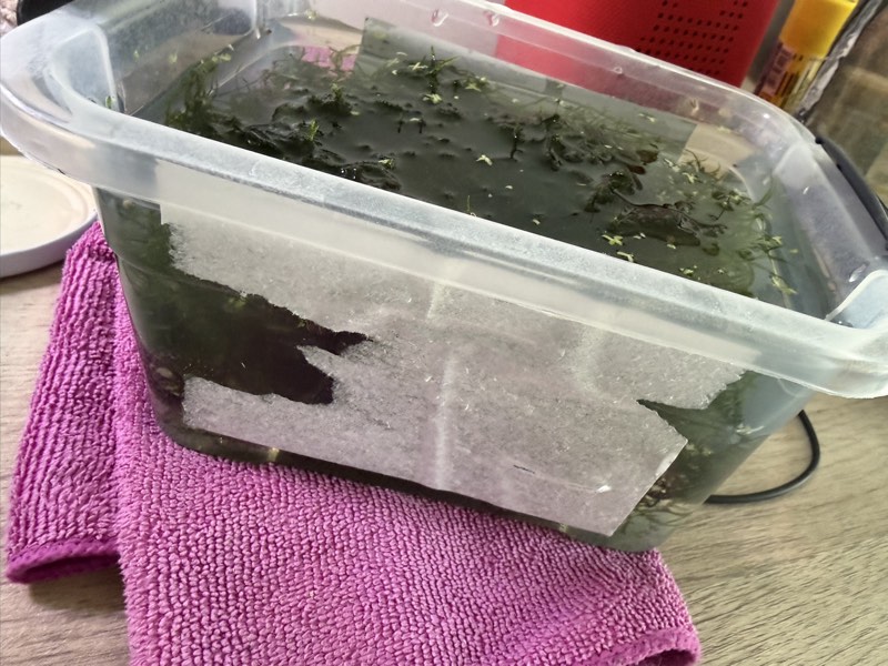 Mousse de java 
