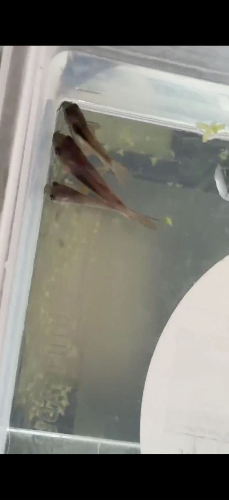 Corydoras aenus