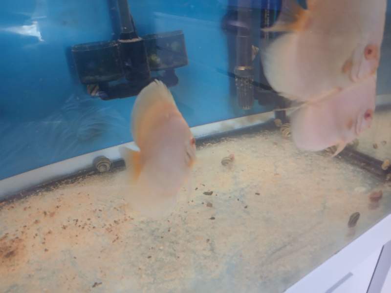 Discus platine albinos