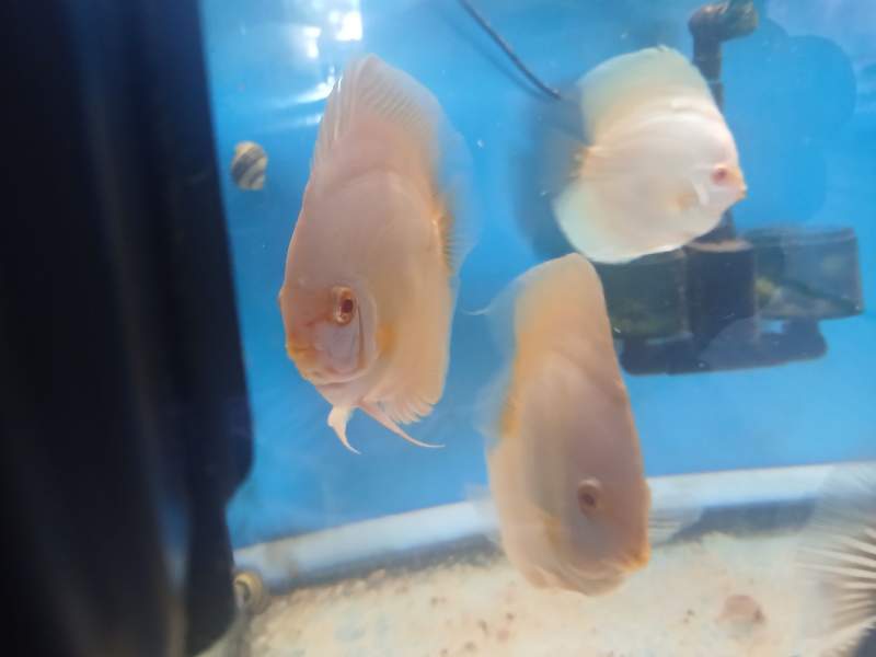 Discus platine albinos