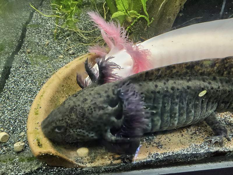 Axolotl 