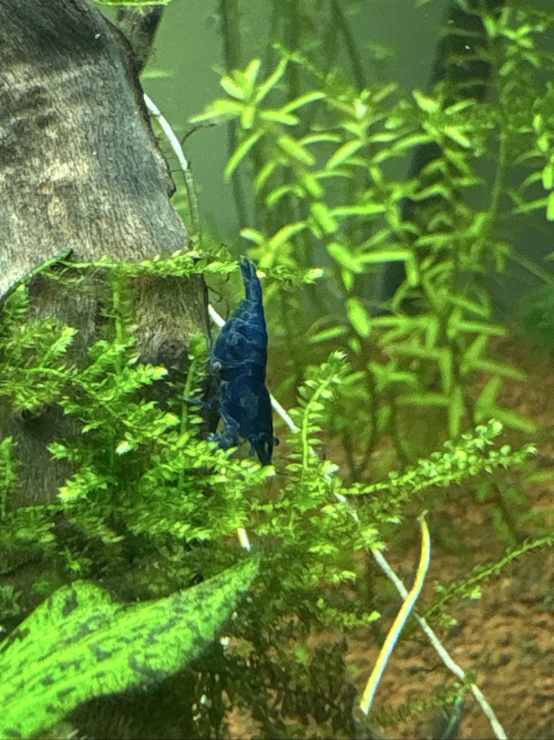 crevette blue dream