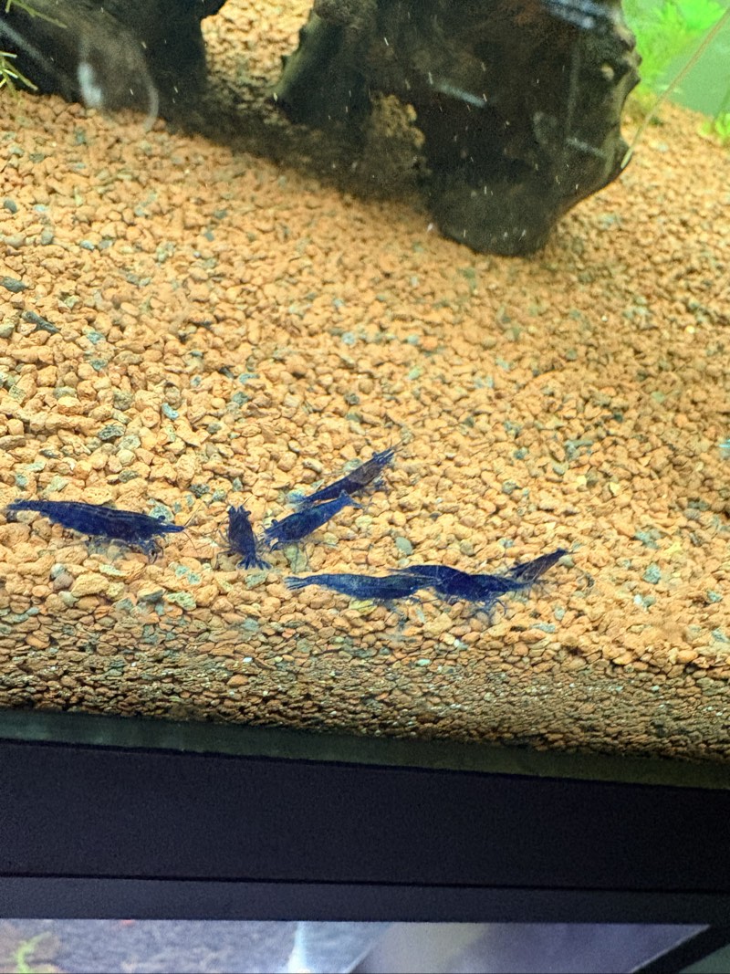 crevette blue dream