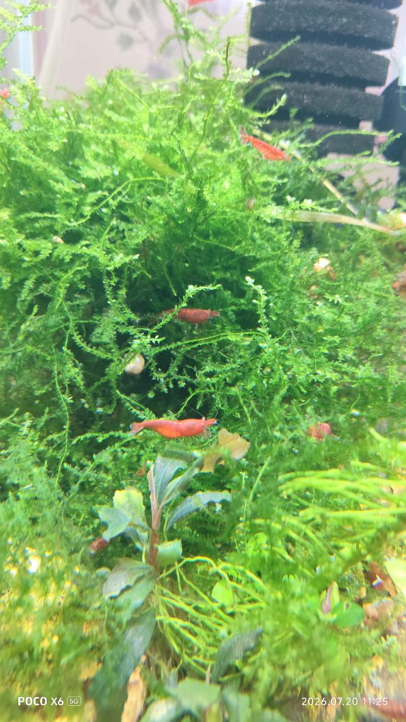 Crevettes red cherry 